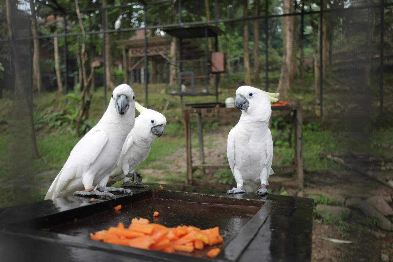 Kasuari Exotic Resort マゲラン エクステリア 写真